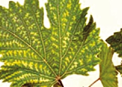 کمبود روی در انگور