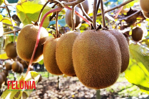 کوددهی درخت کیوی