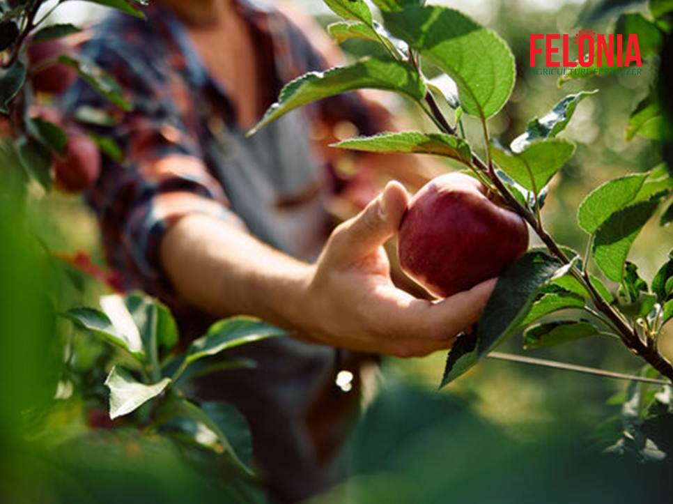 کوددهی باغات میوه