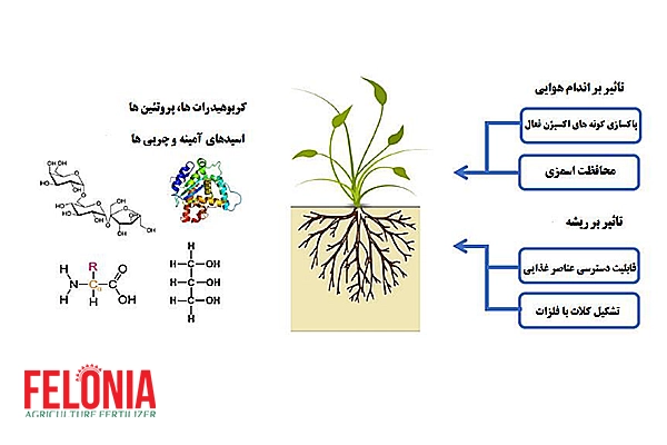 اسید آمینه ها در تغذیه گیاه