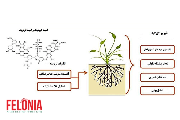 اسید هیومیک محرک زیستی