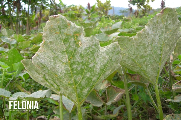 بیمار سفیدک پودری خیار