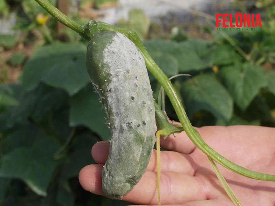 بیماری مرگ گیاهچه خیار | فلونیا